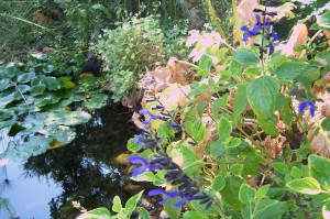 water feature pond and sage appeal to hot gardens