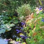 Pond and Sage in July-1