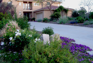 A colorful waterwise landscape is more to the homeowner's liking