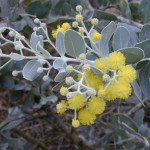 Pearl Acacia Acacia podarilyfolia