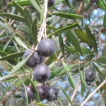 drought-tolerant-olive-tree-tips