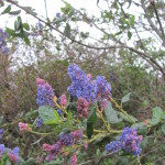 drought tolerant evergreen California native Mountain Lilac shrub Ceanothus Ray Hartman