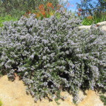 drought tolerant groundcover and slope stabilizer Prostrate Rosemary Rosmarinus prostratus