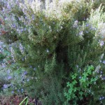 fragrant winter bloomer Mediterranean shrub Rosemary Rosmarinus officinalis