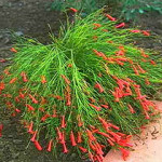 Firecracker Broom or Coral Fountain as container plant