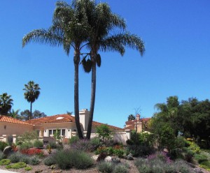 drought-resistant landscaping with desert plant species