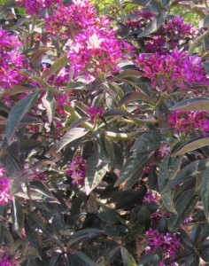 Royal Queen Pereskia grandiflora violacea drought tolerant tropical shrub