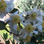 Bush Anemone Carpenteria california