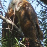 Barn Owl juveniles
