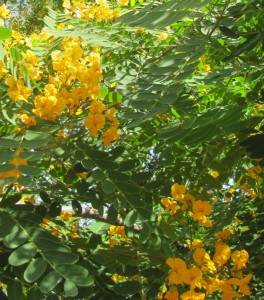 Tipu foliage and flowers