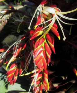Vriesea imperialis inflorescence