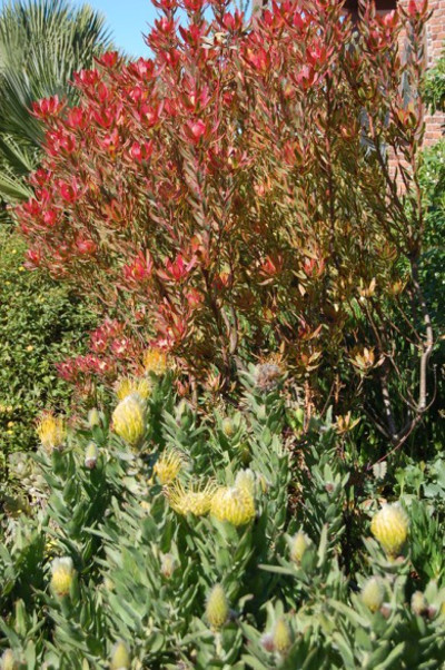 Coneflower shrubs