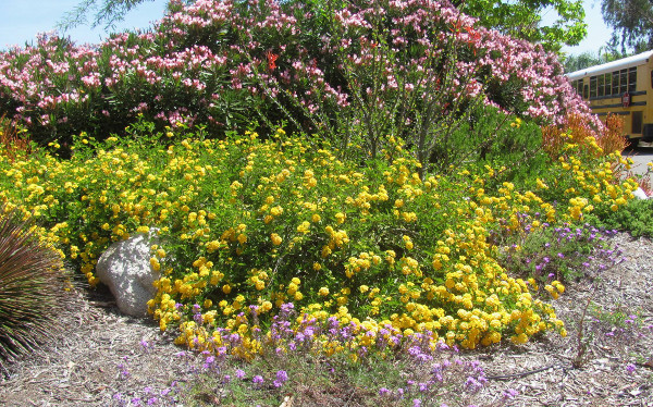 Yellow Spreader Lantana is a feisty substitute for more frilly perennials.