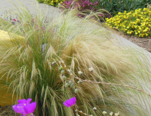 mexican feather grass