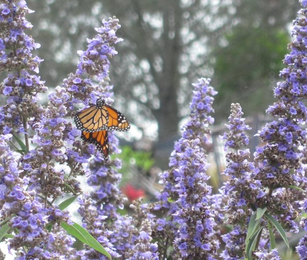 Monarch on host plant