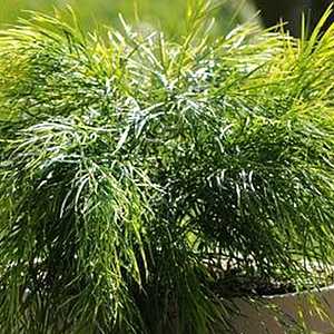 Dry shade plant Acacia cognata Cousin Itt to 3 ft by 4-6 ft sun shade