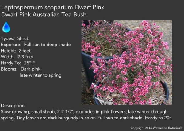 Dry Shade Plant Leptospermums coparium 'Dwarf Pink' 2 x 2-3 ft sun or shade