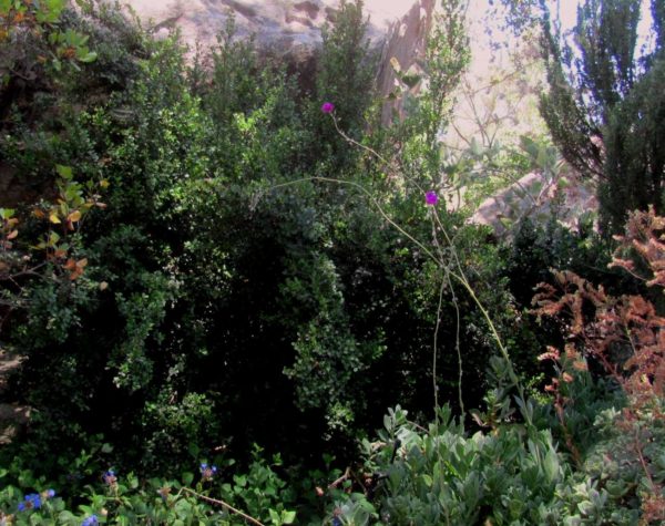 Dry shade plants Myrsine africana African Boxwood rev (2)