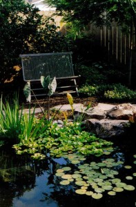 bench behind pond water feature in escondido small backyard landscape design