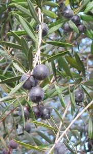 ripening_olives_in_January_in_Southern_California