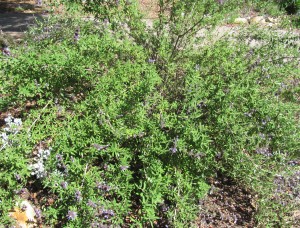 California native shrub Allen Chickering Sage blooming in winter with fragrant flowers