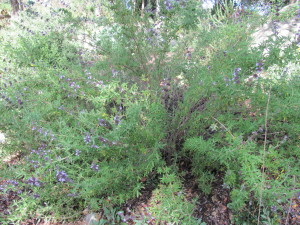 drought tolerant California native shrub Salvia Allen Chickering