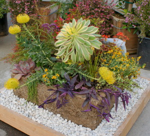 succulents and perennials in hypertufa container