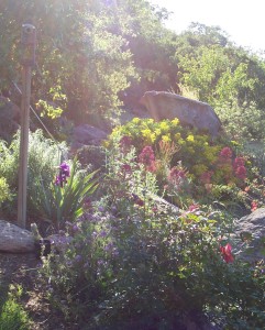 boulder scene in late afternoon with succulents and drought tolerant shrubs