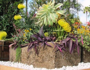 Container garden with sunloving unthirsty plants fit for San Diego climate