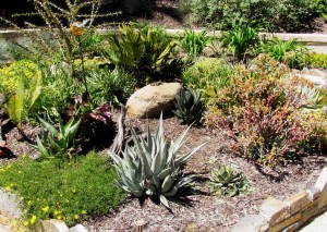 Planting bed with desert plant species