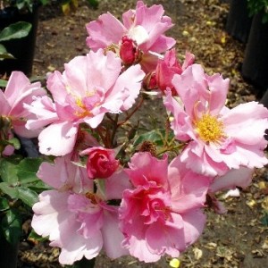 Shrub Rose Pink Cadillac is suitable for the drought tolerant garden.
