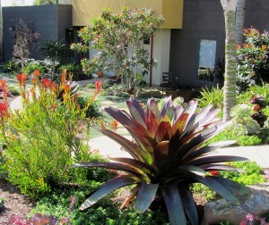 Terrestrial Bromeliads are part of the drought-resistant plants