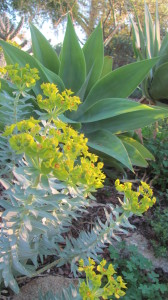 Xeriscape plants Agave Foxtail and Euphorbia rigida make good companions under oaks