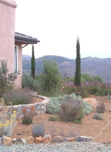 Bright summer light washes out the colors in the drought tolerant landscape