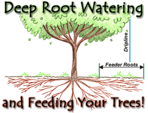 Feeder roots