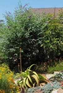 A butterfly Bush in the background